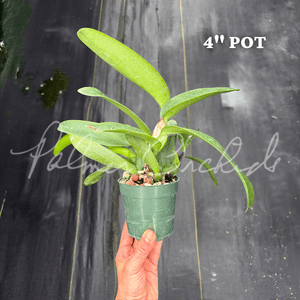 Cattleya Melody Fair-Bonanza Queen — Palmer Orchids